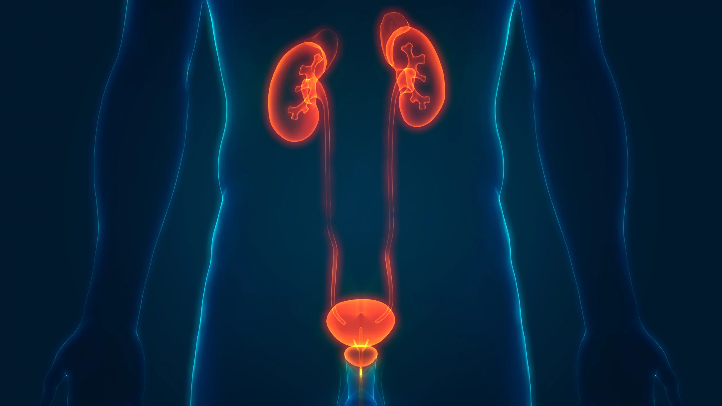 Urologie und ihre Organe