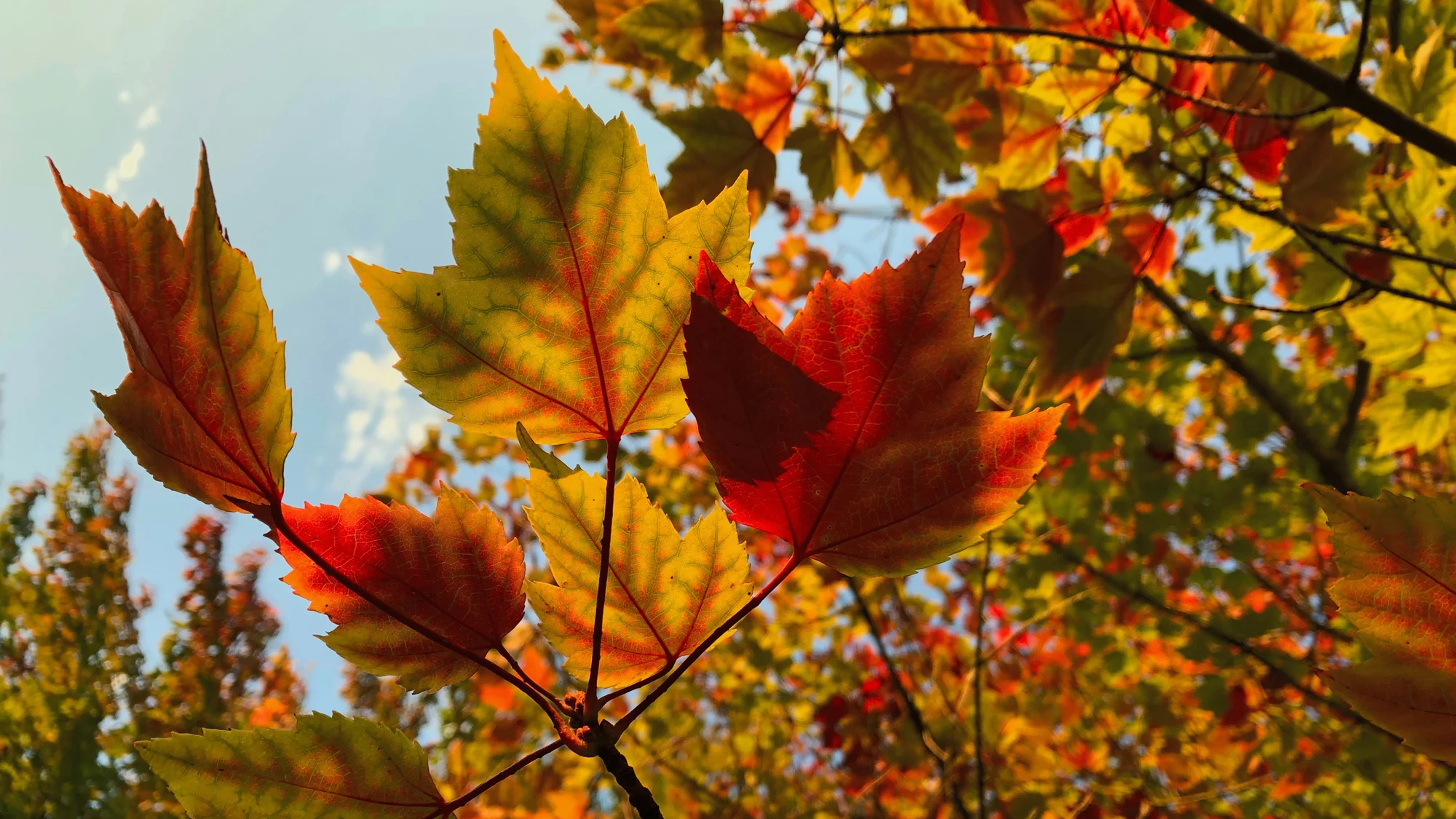 Gefärbte Herbstblätter