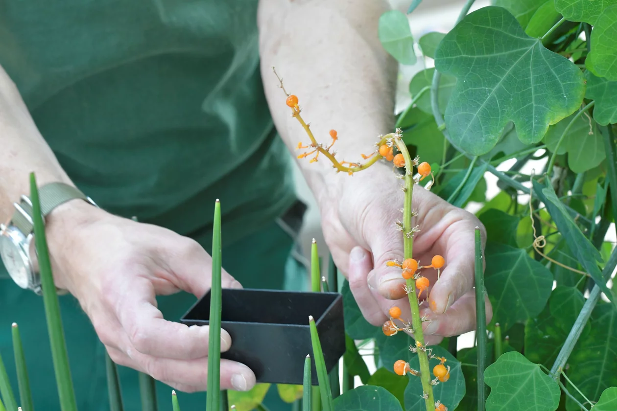 Handernte von orangefarbigen runden Früchten zur Samengewinnung