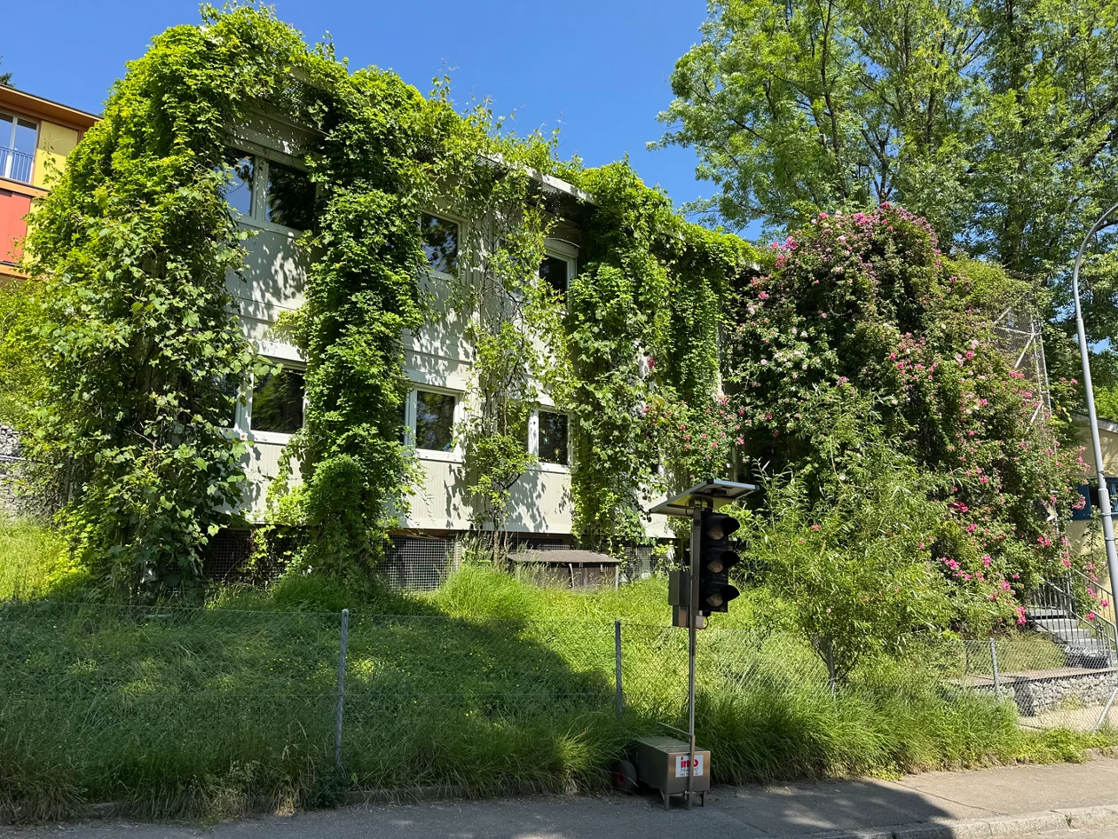Das Provisorium Winzerhalte mit begrünter Fassade