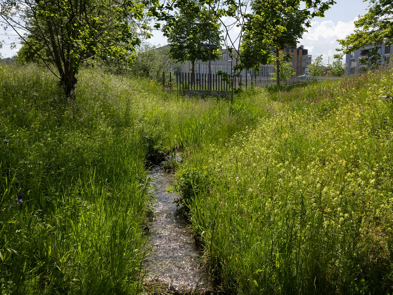 Aufnahme eines freigelegten Bachs im Sommer