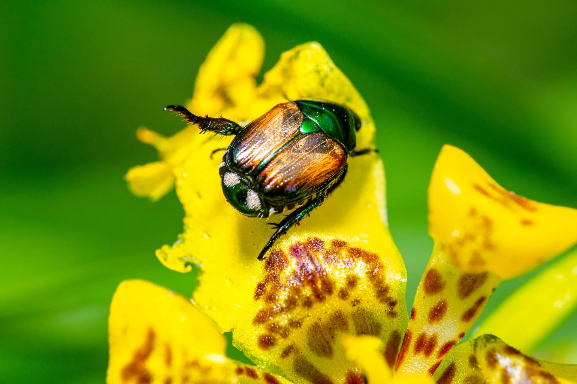 Japankäfer (Foto: Oktavianus Mulyadi, Unsplash)