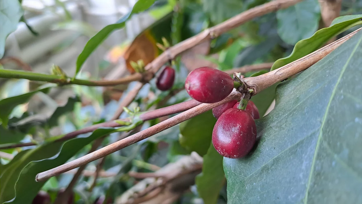 Nahaufnahme einer Kaffeepflanze mit Kaffeekirschen.