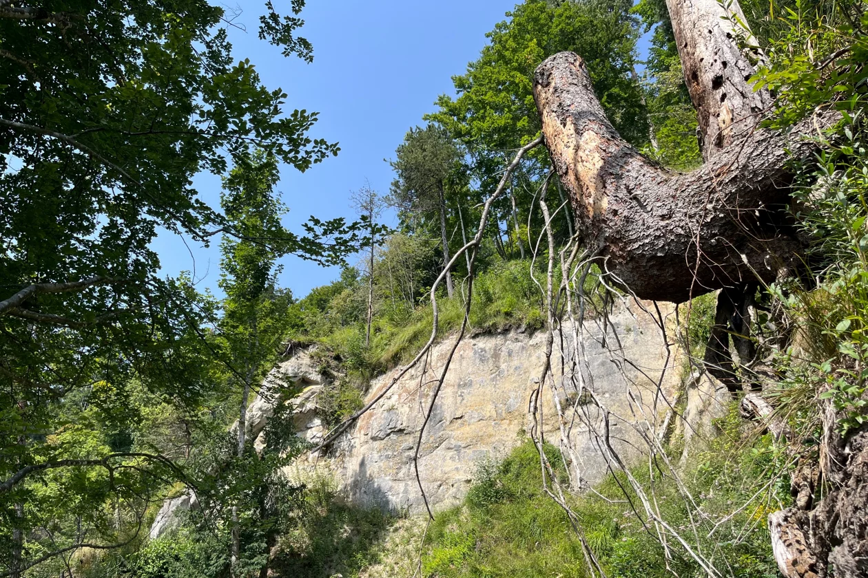 Kamelbuckel beim Uetliberg