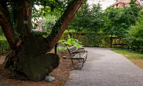 Bank und alter Baum im Klus Park