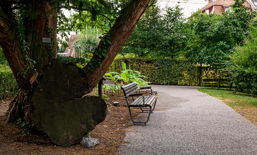 Bank und alter Baum im Klus Park