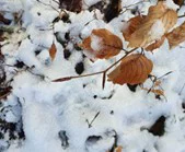 Braune Haselblätter im Schnee.