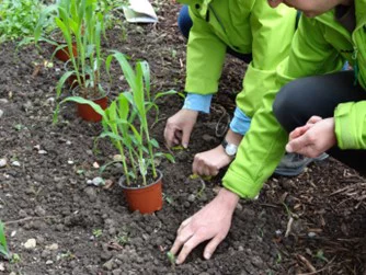 Teilnehmende hocken über einem Beet und pflanzen Setzlinge ein.