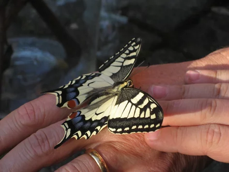 Ein Schmetterling sitzt auf der Hand einer Teilnehmenden.