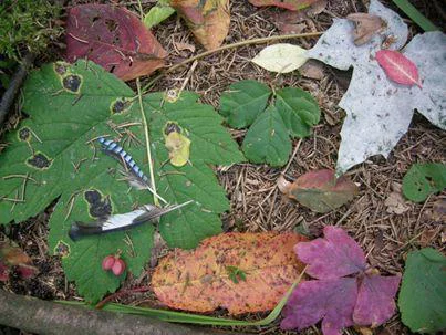 Verschiedene Blätter und Federn sind kunstvoll auf dem Waldboden augelegt.