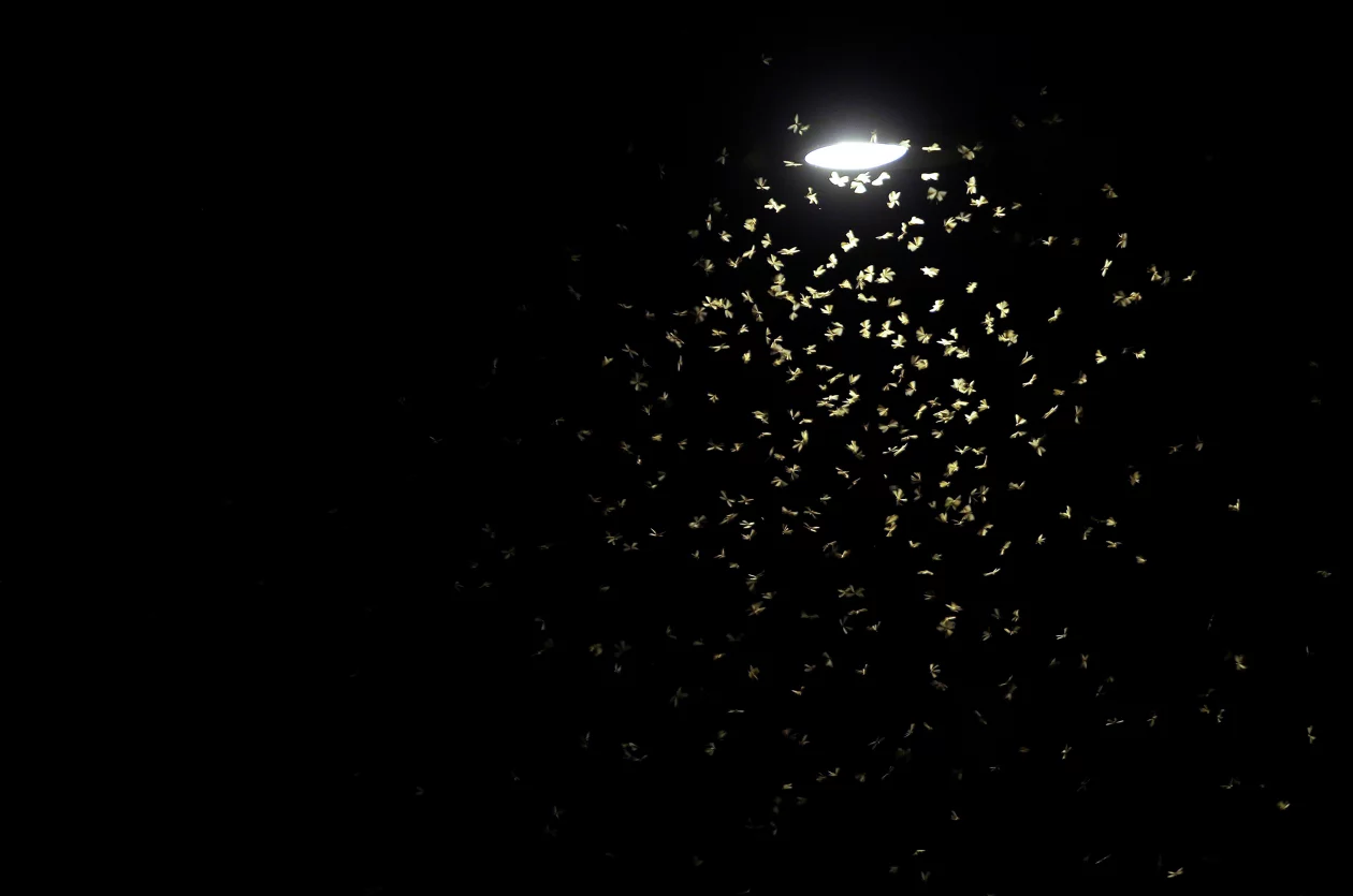 Laterne Insekten