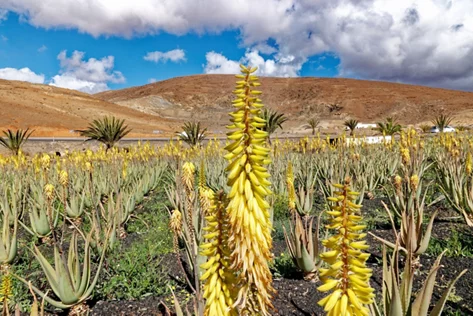 Kerzenförmig gelbblühende Pflanze in trockener Landschaft