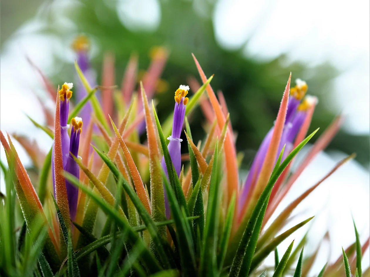 Pink und orangefarbene, stielförmige Blüten.