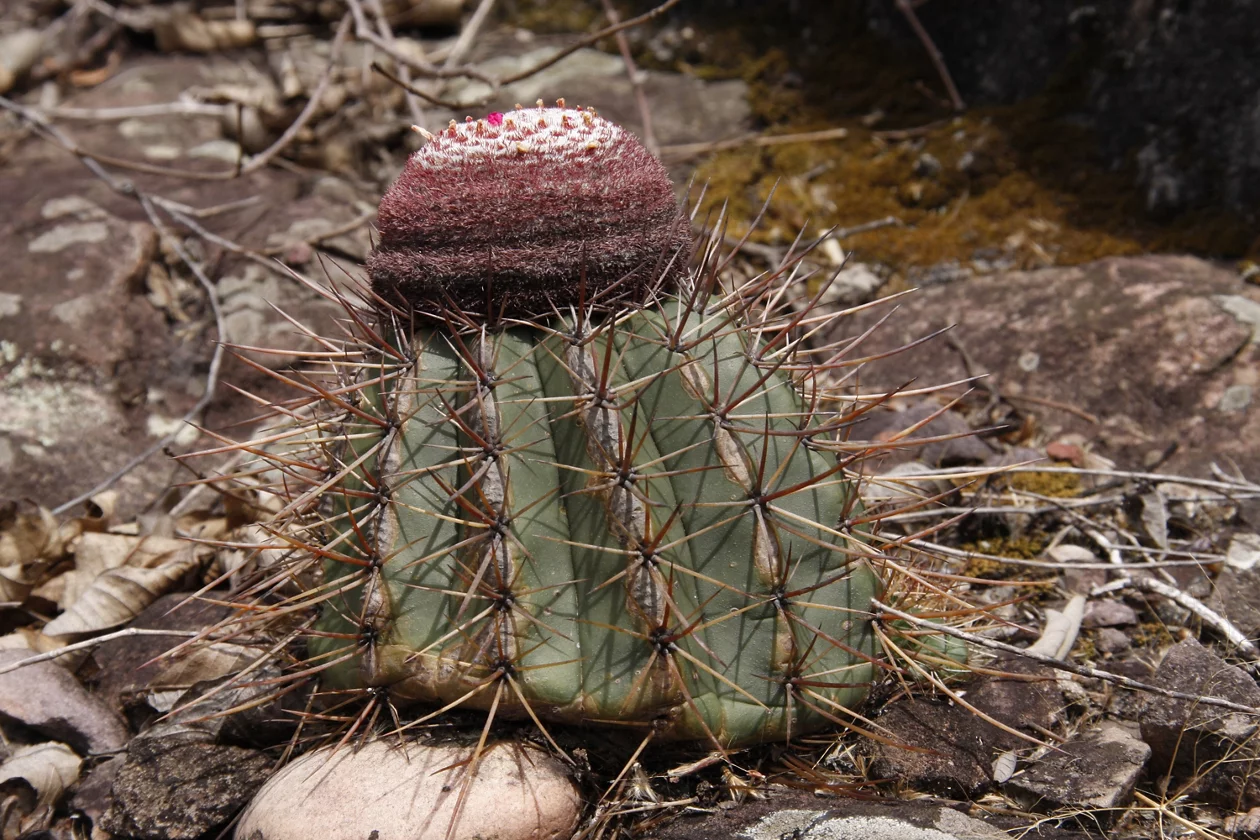 Melocactus sp. chiapada ciamantina