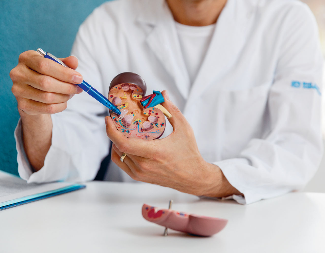 Arzt erklärt die Niere anhand einer Objekt , welche wie eine Niere aussieht.