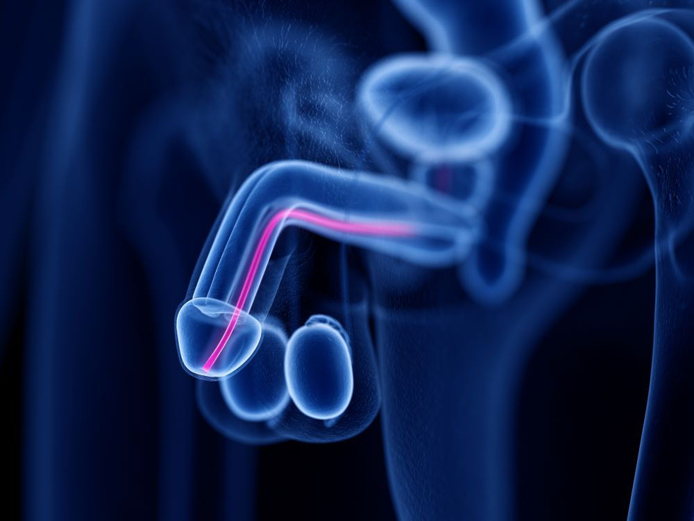 Harnröhre und Penis