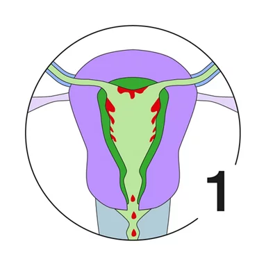 Illustration Menstruationszyklus