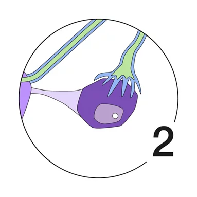 Illustration Menstruationszyklus