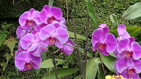 phalaenopsis