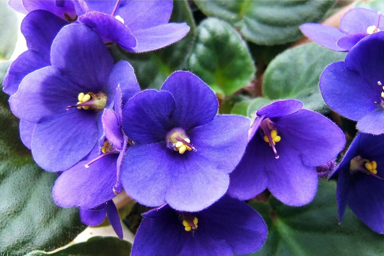 Saintpaulia ionantha