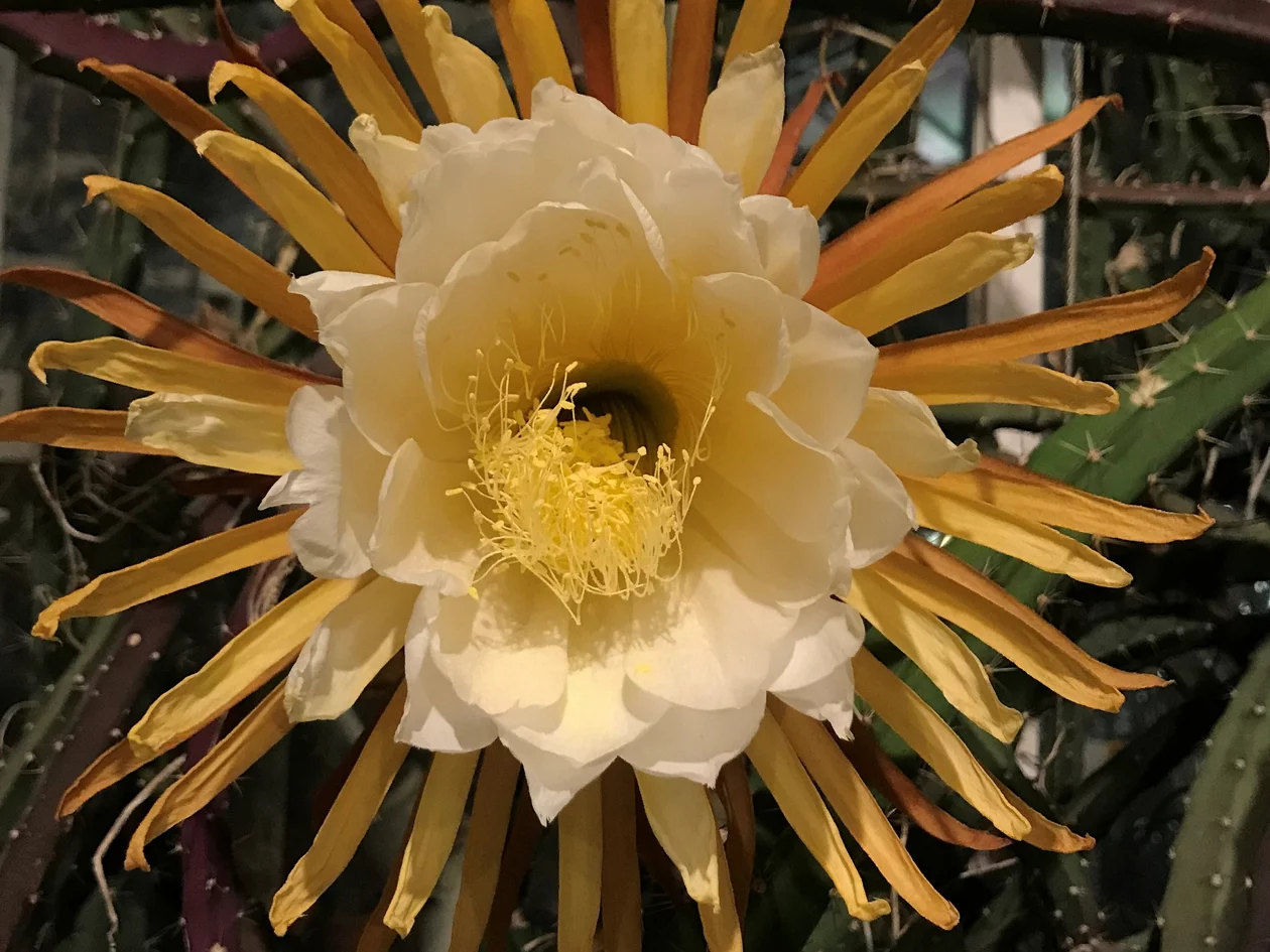 Grosse Blüte mit innen weissen und aussen orangen Blütenblättern
