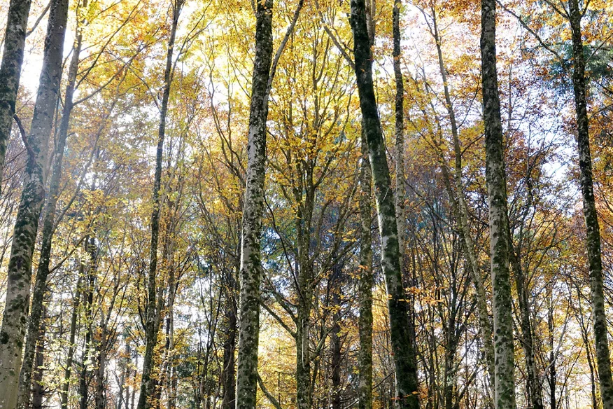 Das rechte Bild zeigt den Sihwald mit mehrheitlich gleichhohen Bäumen, die ein beinahe lichtdichtes Kronendach bilden.