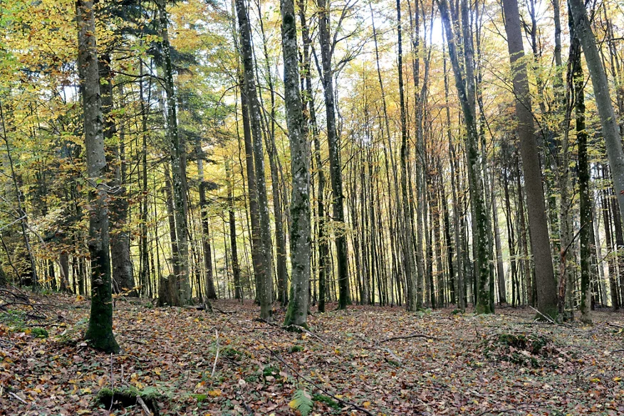 Das rechte Bild zeigt den Sihlwald mit den mehrheitlich gleichhohen Buchen. Man kann durch den Wald durchschauen. Am Boden fehlt der Unterwuchs.