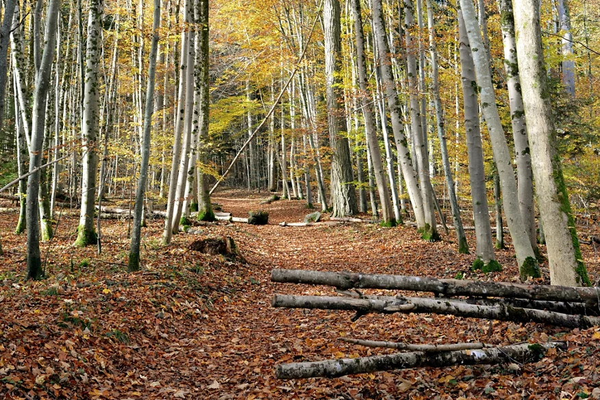 Das rechte Bild zeigt den Buchenwald im Sihlwald. Es fällt weniger Licht ein als im Stadtwald. Umgefallene Bäume liegen auf dem Weg.