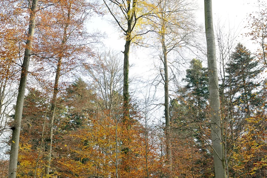 Das linke Bild zeigt unterschiedlich hohe Bäume im Stadtwald. Alte mächtige Bäume, dichter Jungwald und mittelalte Bäume ergänzen sich. 