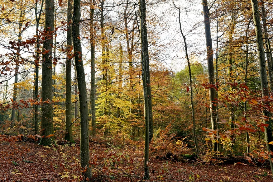 Das linke Bild zeigt den Stadtwald. Wegen den verschieden hohen Bäumen kann man nicht durch den Wald blicken. Es fällt Licht in den Wald. Am Boden gibt es Unterwuchs.