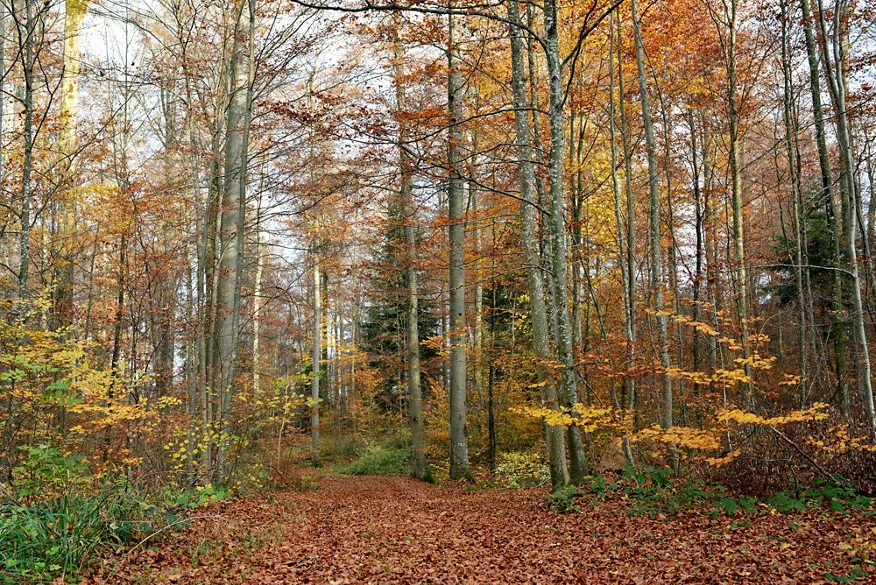 Das linke Bild zeigt den lichten Stadtwald mit verschiedenen Baumarten und unterschiedlich grossen Bäumen.