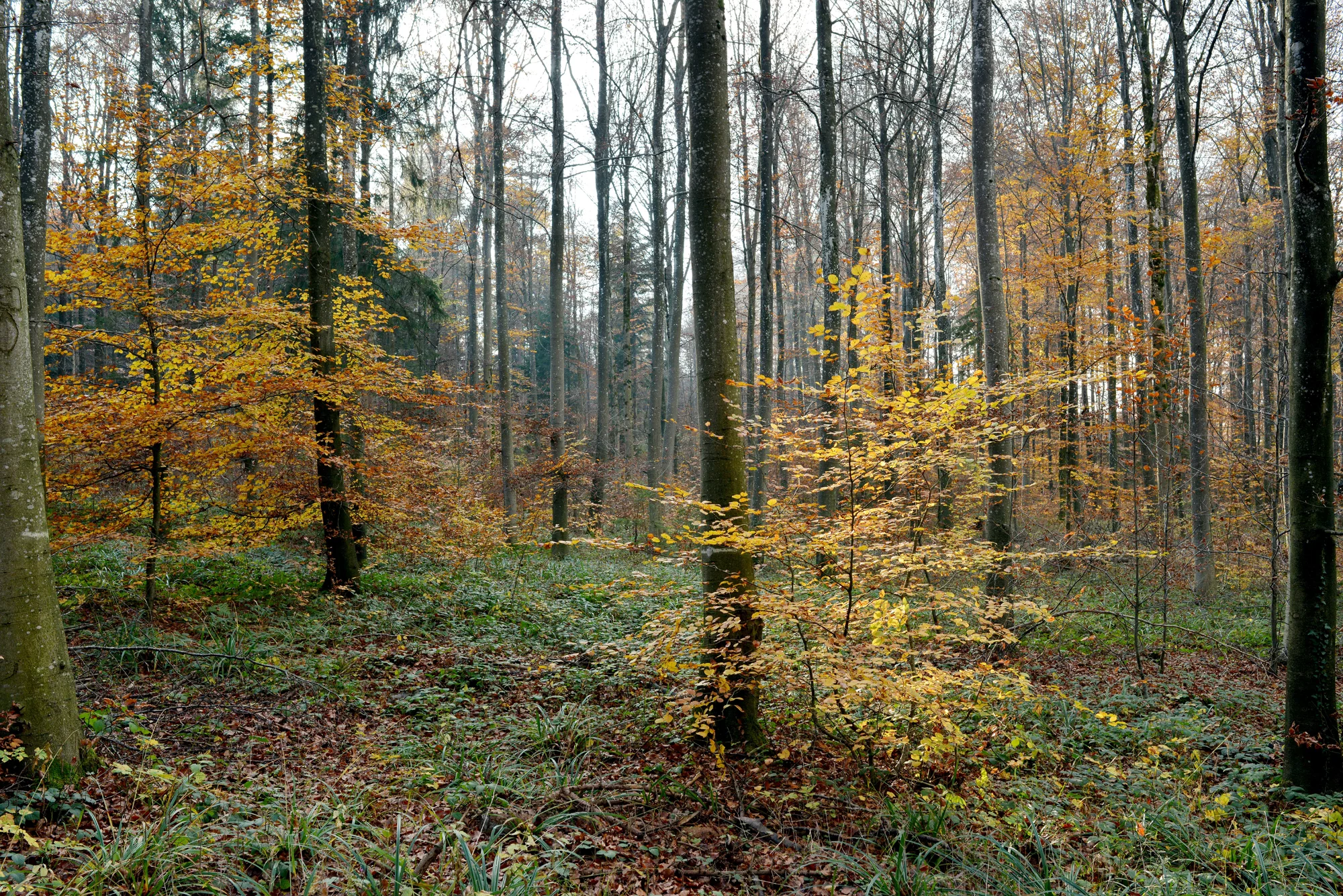 Blick in den Zürcher Stadtwald.