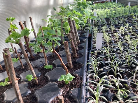 Stecklinge in Anzuchtschalen in der Stadtgärtnerei.