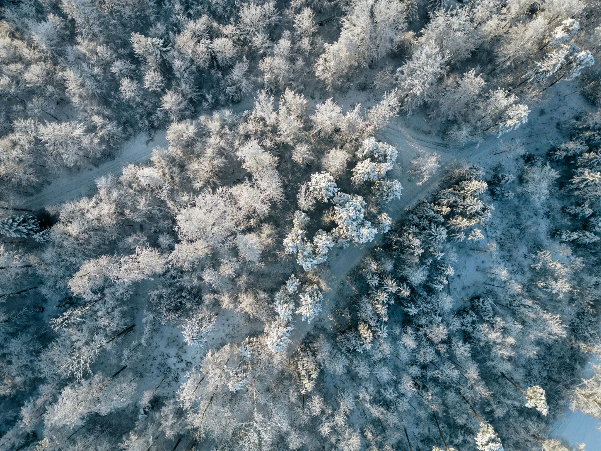verschneiter Wald von oben
