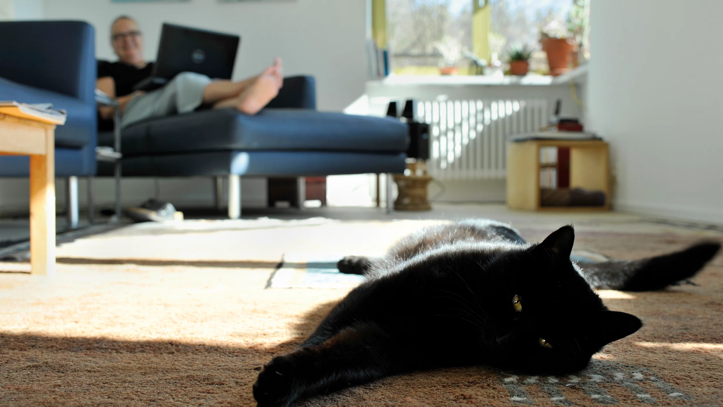 Wohnzimmer mit Katze auf dem Teppich und einem Mann auf dem Sofa
