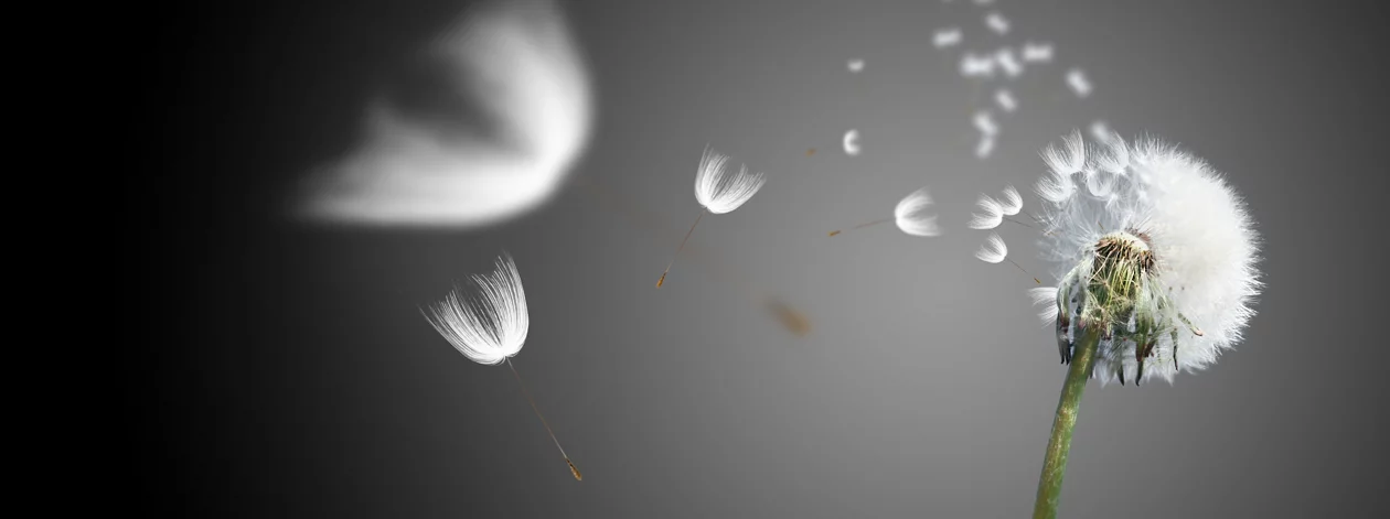 Schöne Pusteblume