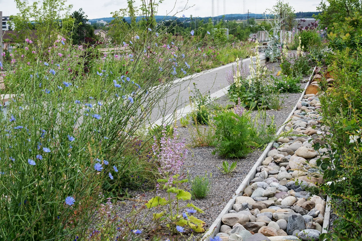 Wildblumenbepflanzung entlang des Ueberlandparks.