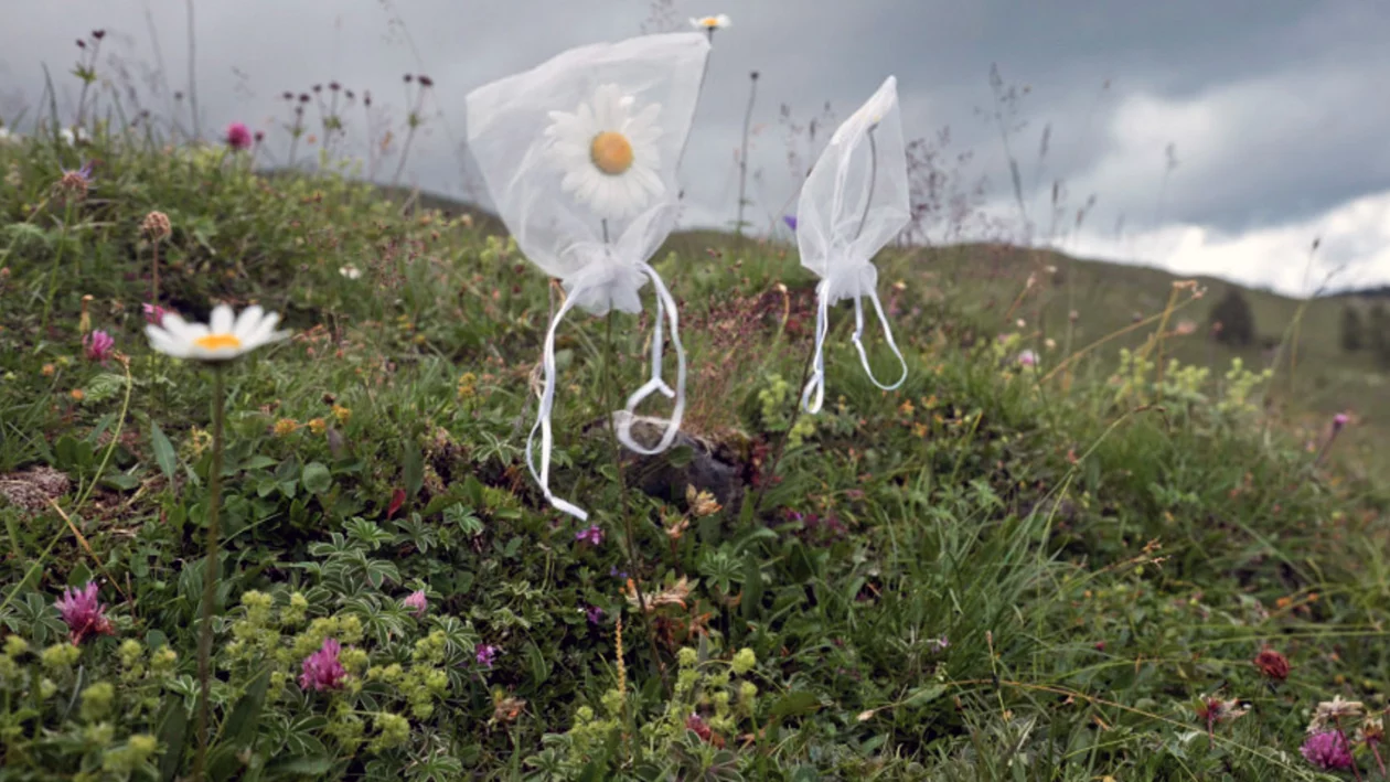 In einer hügeligen Landschaft sind auf einer Wildblumenwiese feine Stoffsäcke über die Blüten einiger Margerithen gestülpt. 