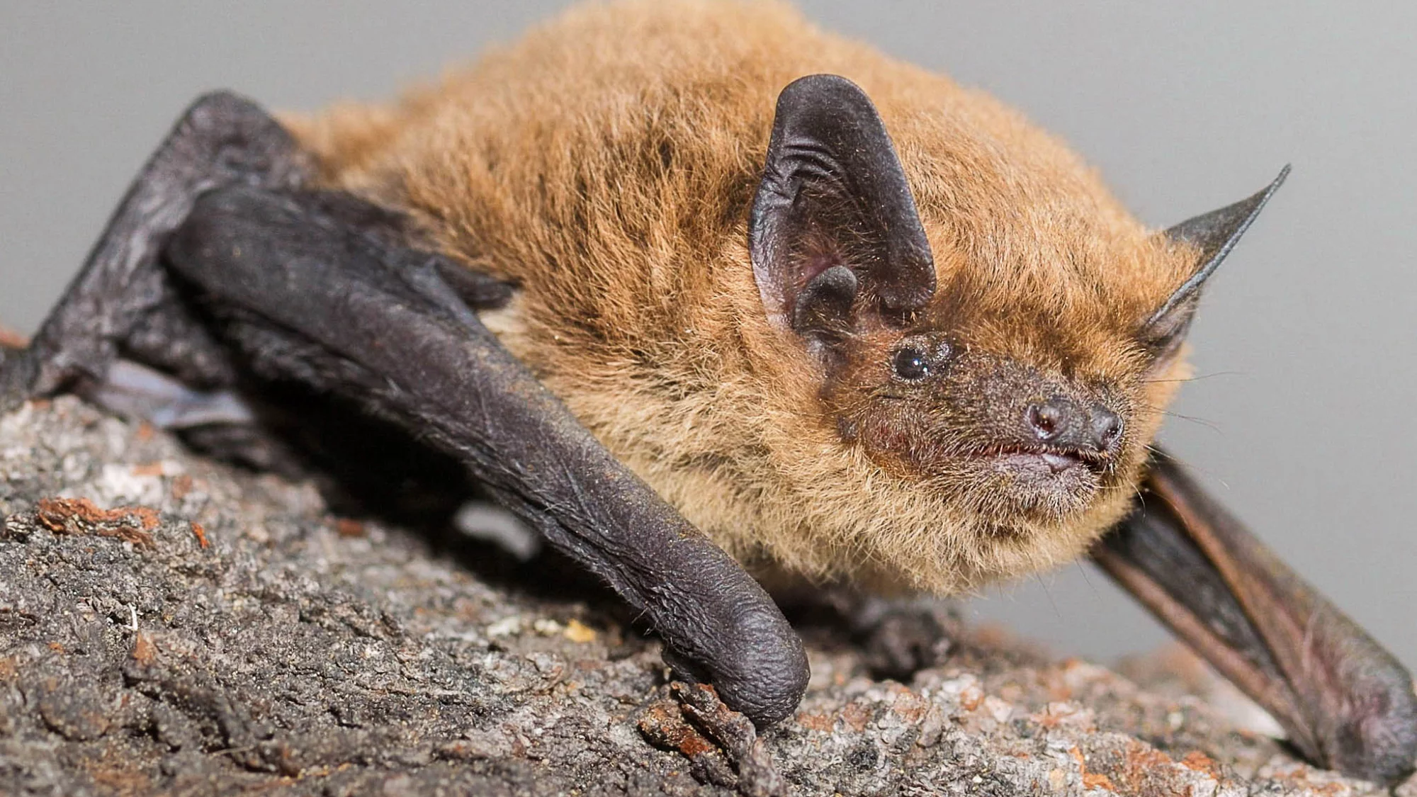 Weissrandfledermaus (Pipistrellus kuhlii) (Foto: Stiftung Fledermausschutz)