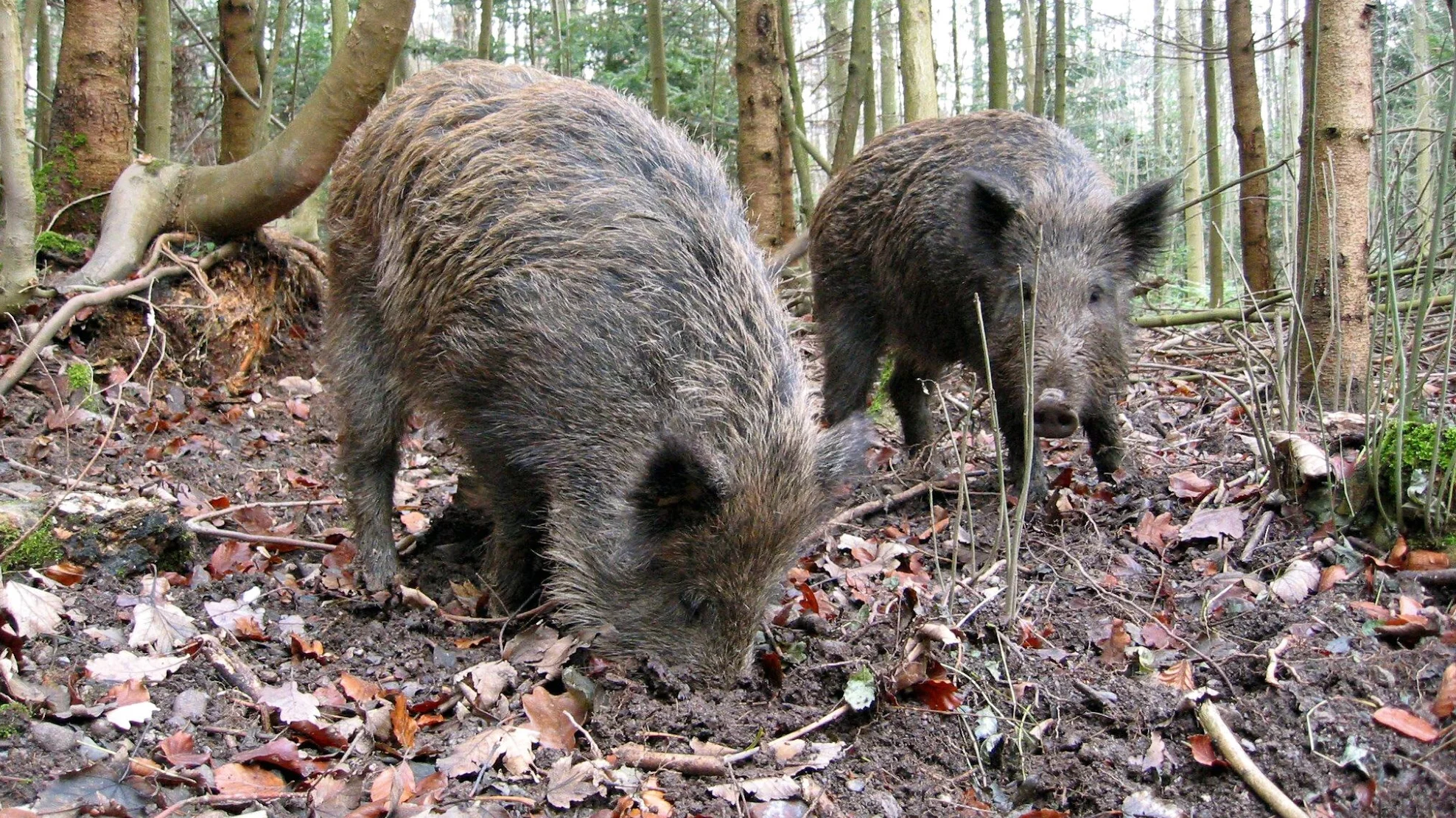 Zwei Wildscheine, die im Wald unterwegs sind. 