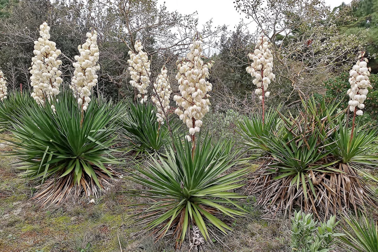 Yucca gloriosa