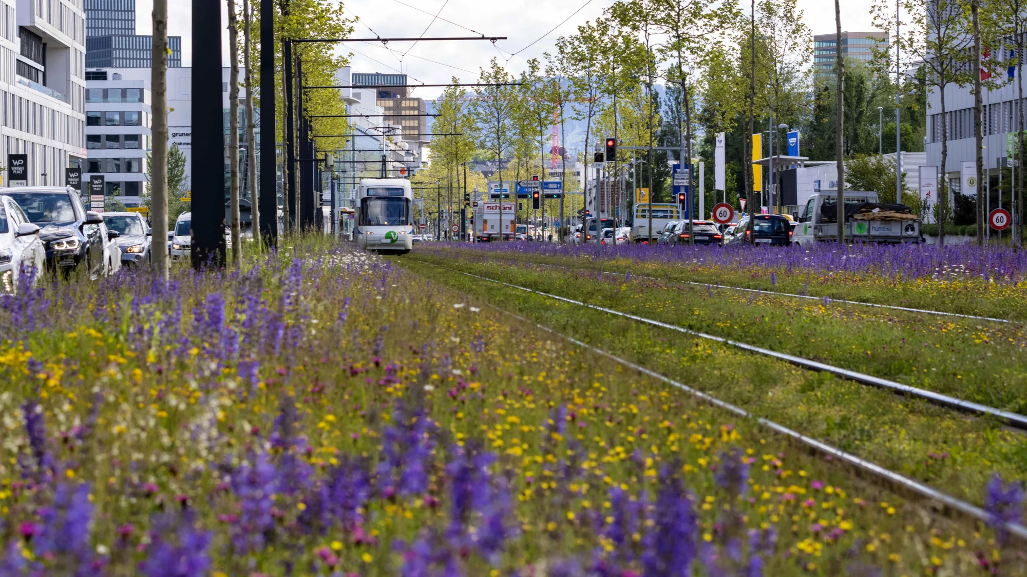 Begrüntes Tramtrassee mit angrenzender Blumenwiese, Thurgauerstrasse Opfikon. Foto: Katharina Nüesch