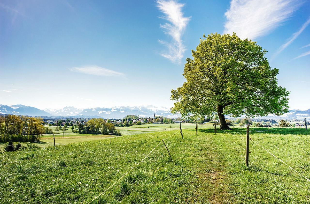 Feld mit Baum und Aussicht auf der Wanderung von Hinwil nach Feldbach