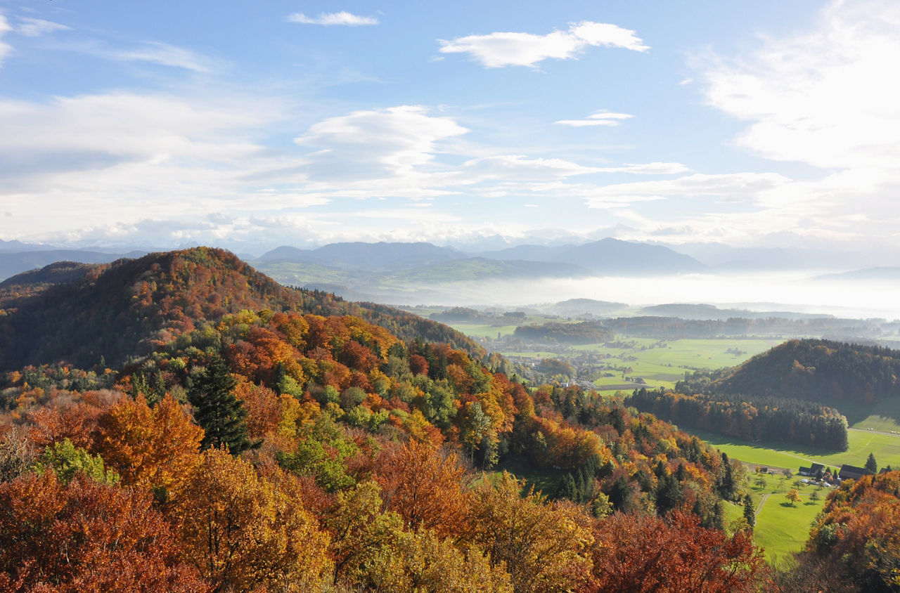 Sicht über den herbstlichen Wald auf der Balderen.