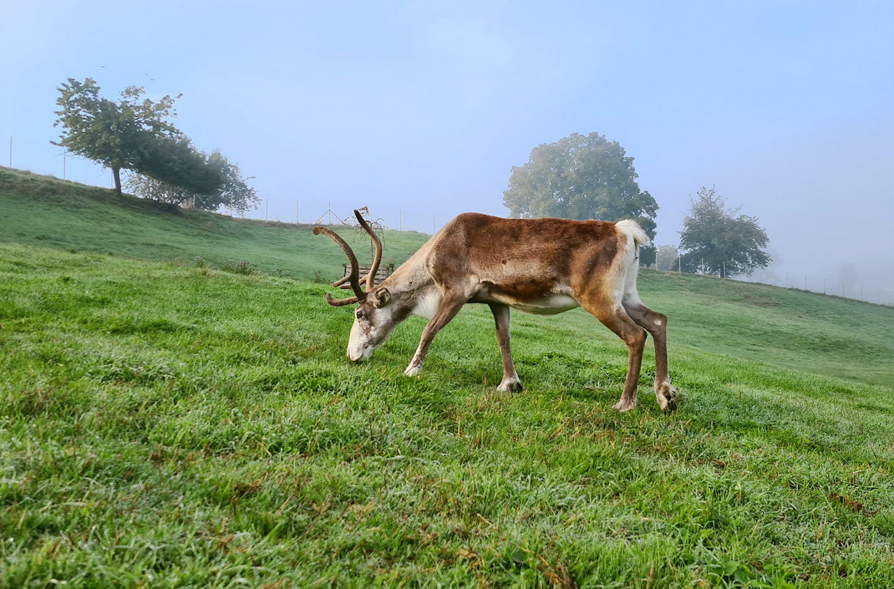 Ein Rentier grast auf einer Wiese im Zürcher Weinland.