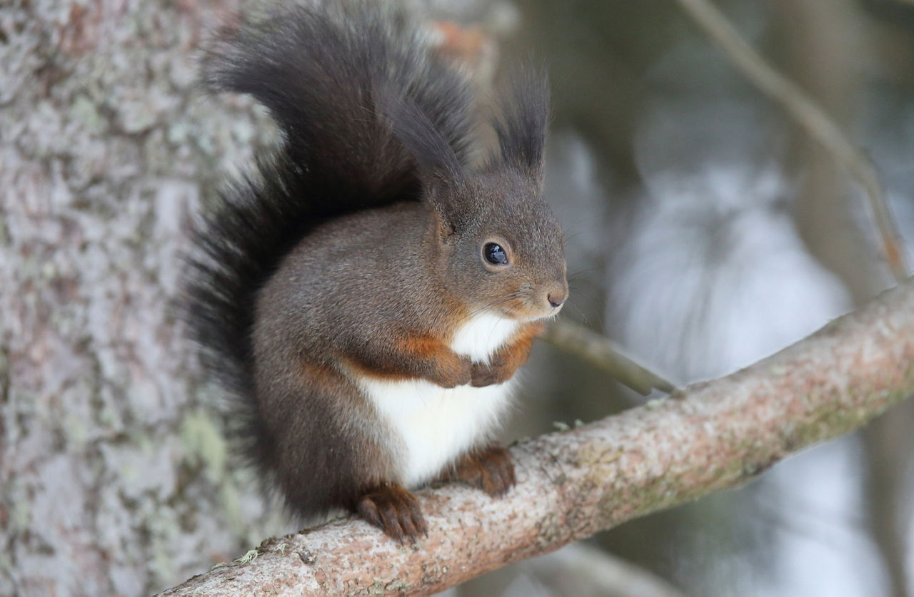 Ausstellung «Eichhörnchen» im Wildnispark Zürich