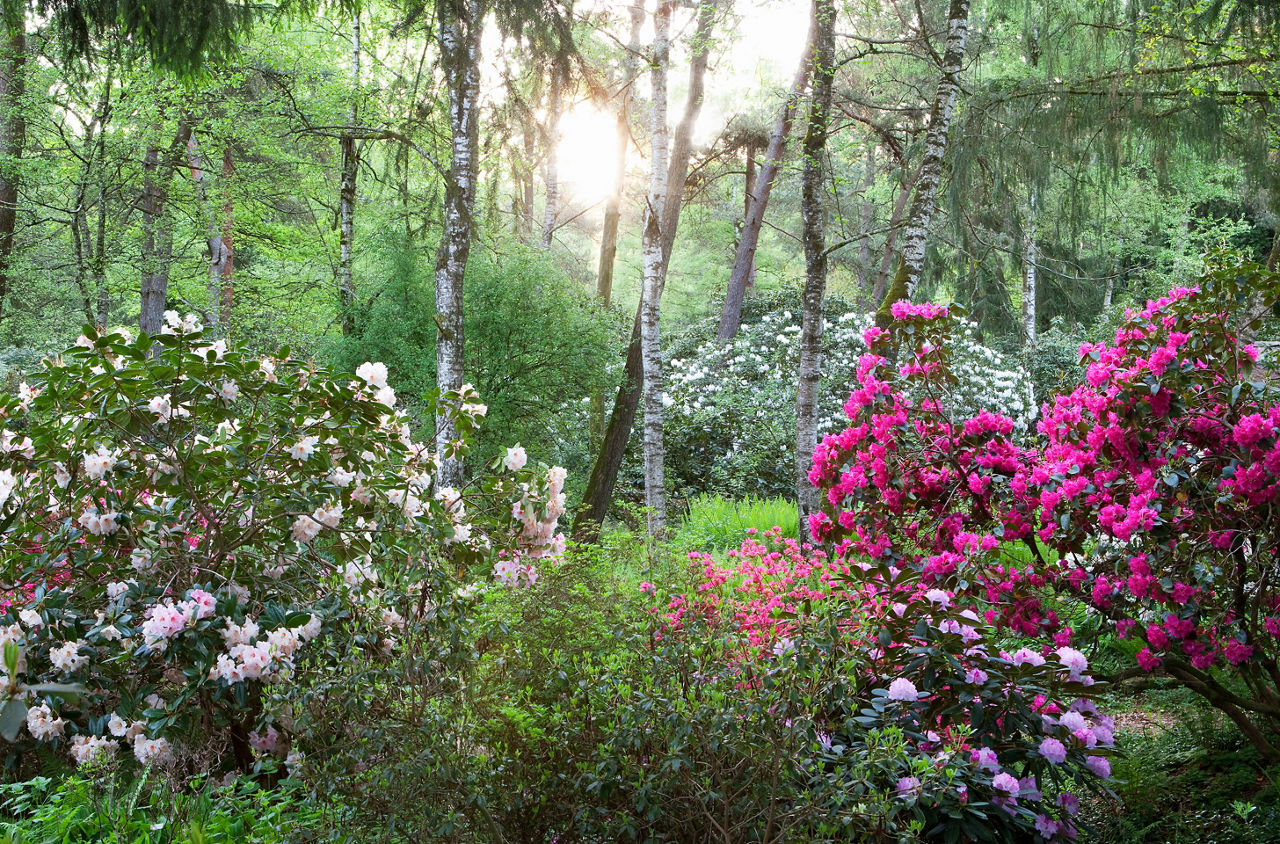 Rhododendron im Park Seleger Moor in Rifferswil 