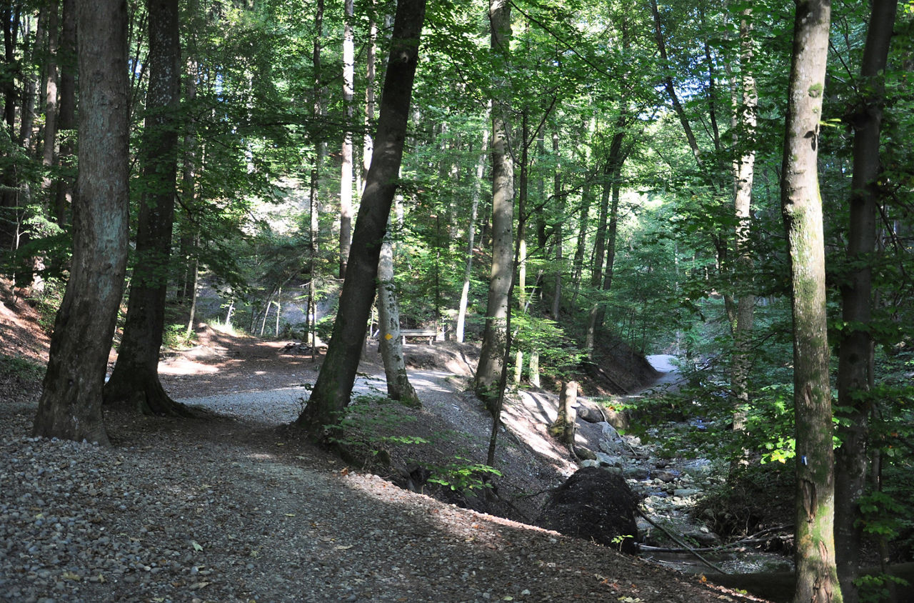 Ein Waldweg im Stöckentobel.