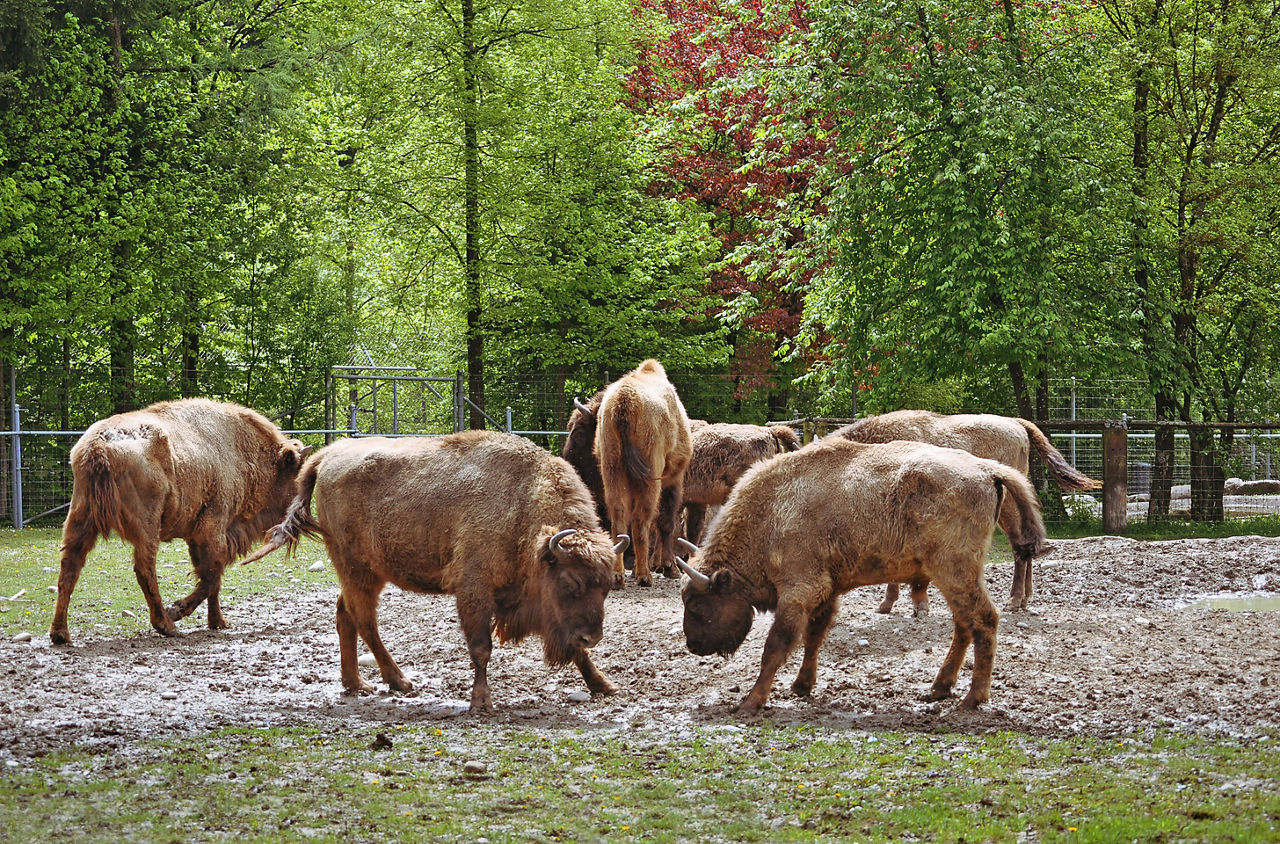 Wildpark Bruderhaus