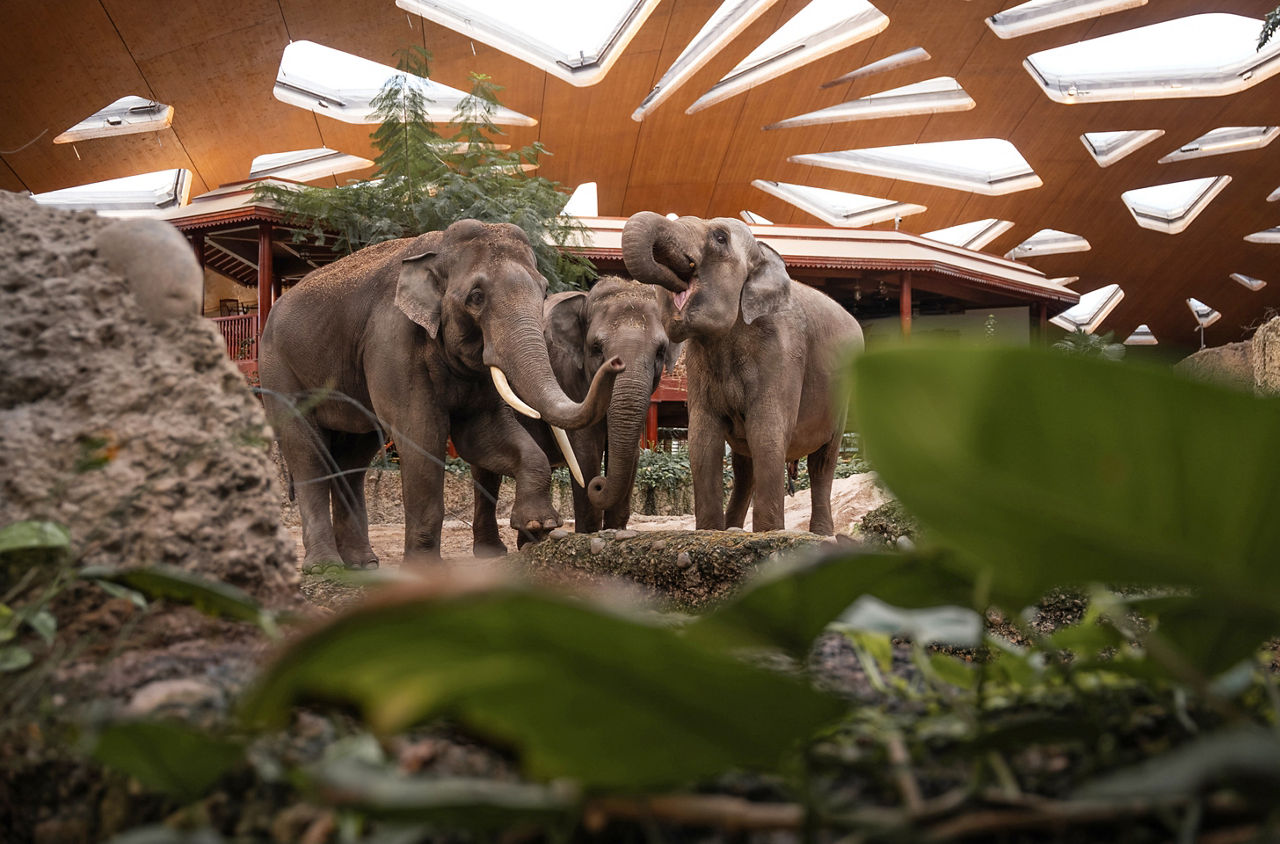 Drei Elefanten im Elefantenpark Kaeng Krachan im Zoo Zürich.